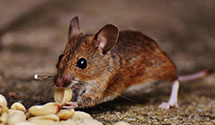 24 Hour & Emergency Exterminators in Hidden Hills, CA